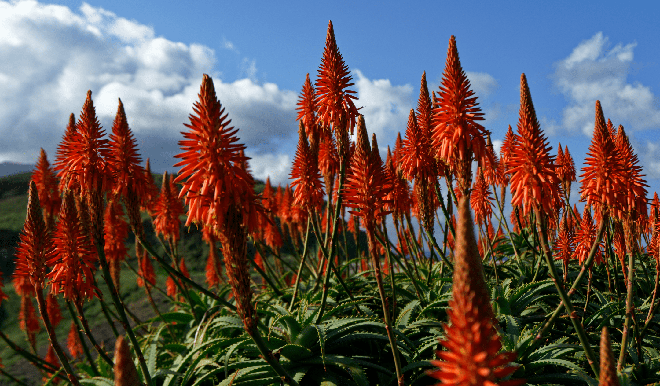 photograph of reddish-orange flowers of aloe plant during the day
