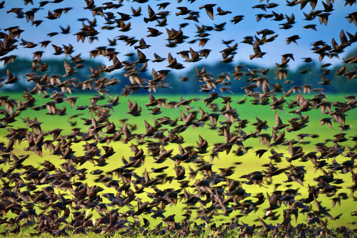flock of black birds flying across green grass and blue sky