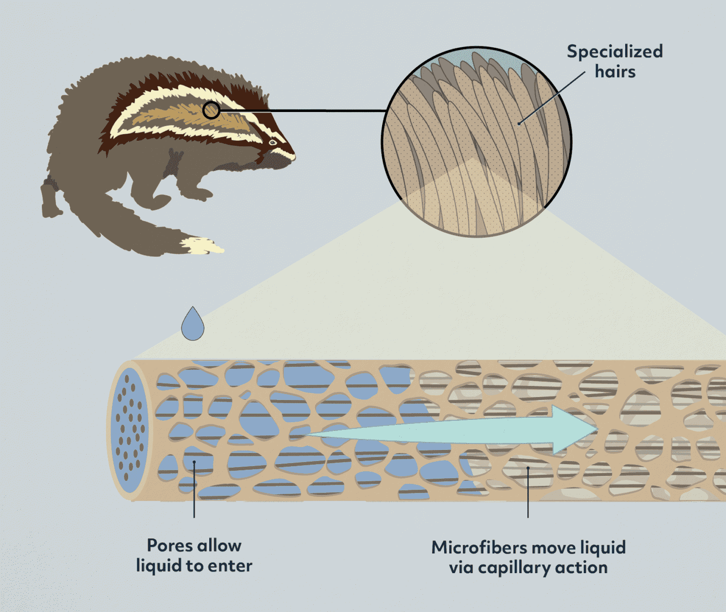 A science graphic illustrating what is described in the text.
