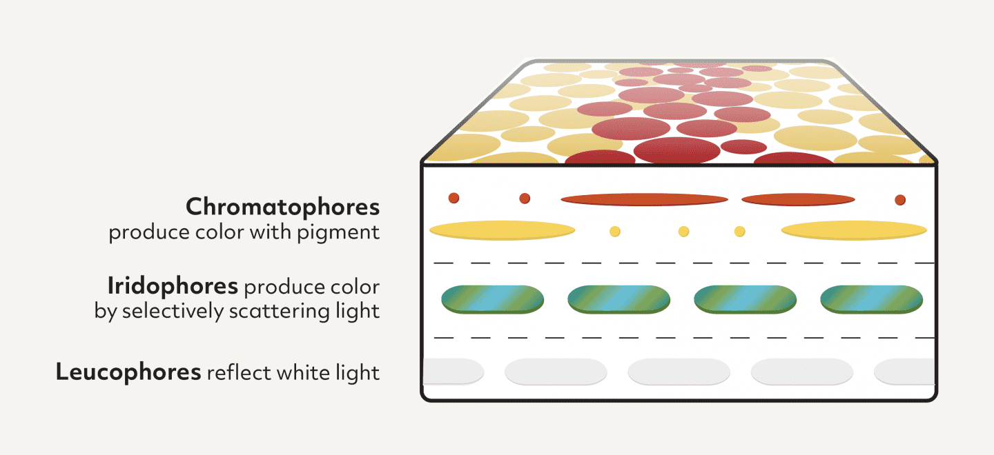 Diagram showing three layers of cuttlefish skin in cross section