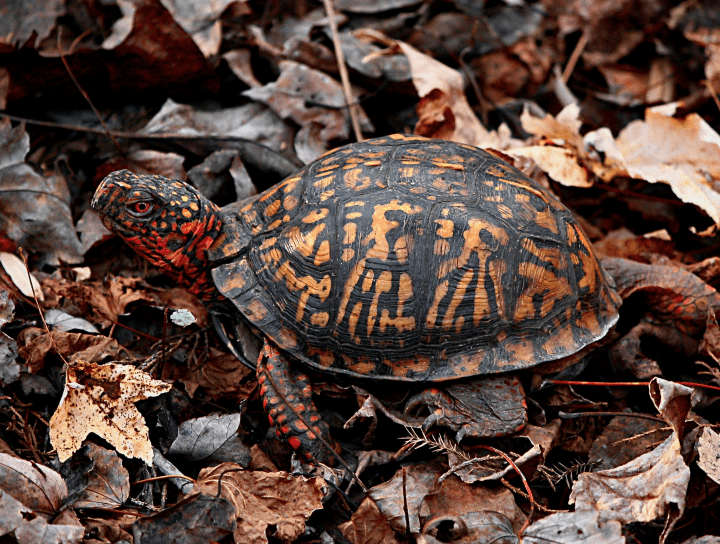 brown, yellow and black turtle on dried autumn leaves