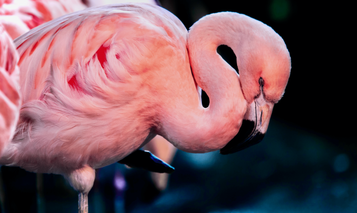 close shot of a pink flamingo
