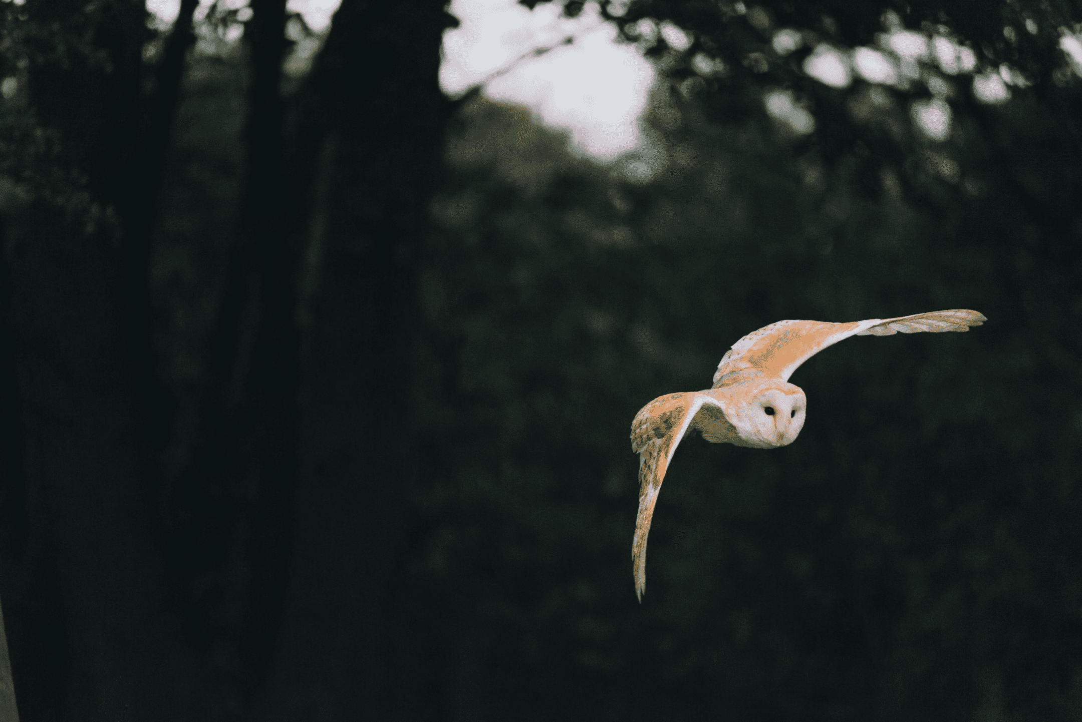 Owl in Flight