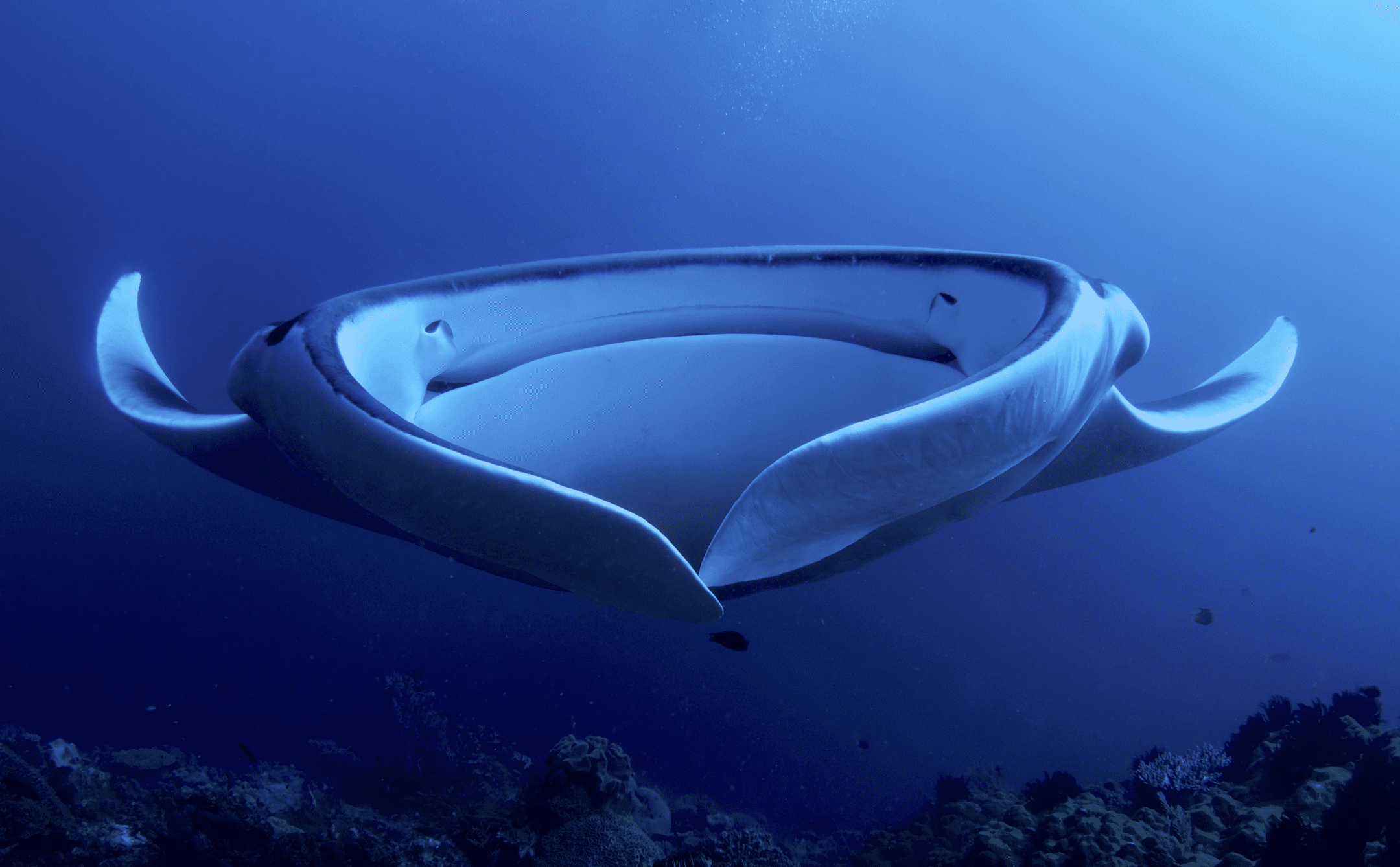 white and blue manta ray under water