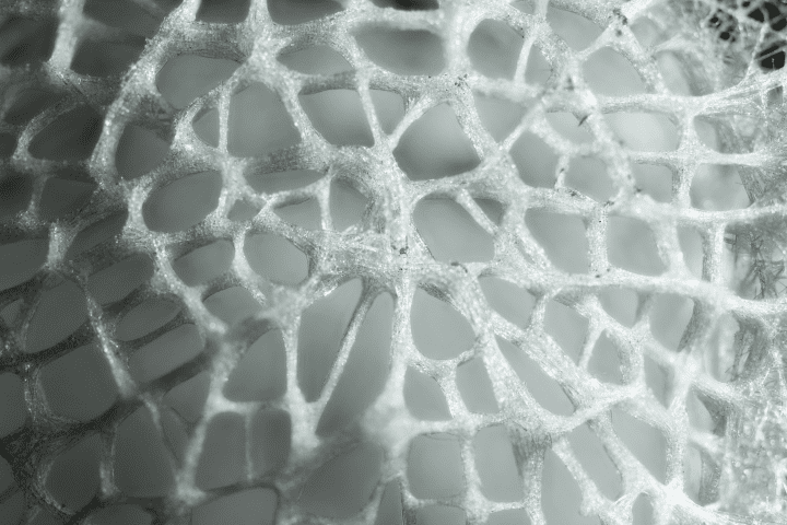 a macro view of glass sponge resembles a network of fine glass threads