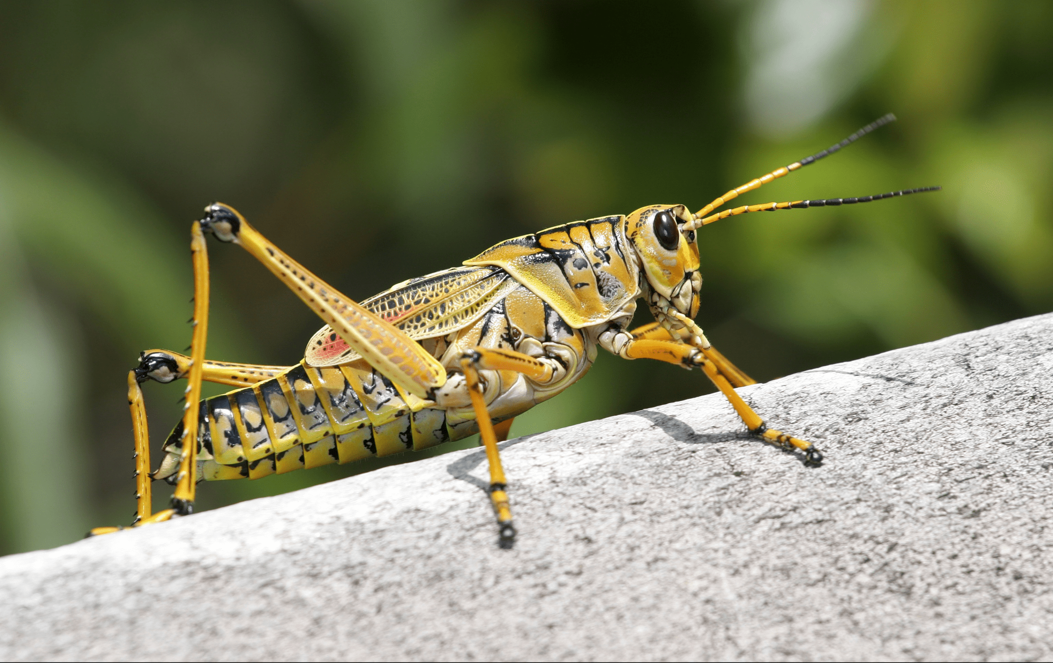 close up photograph of yellow grasshopper on log