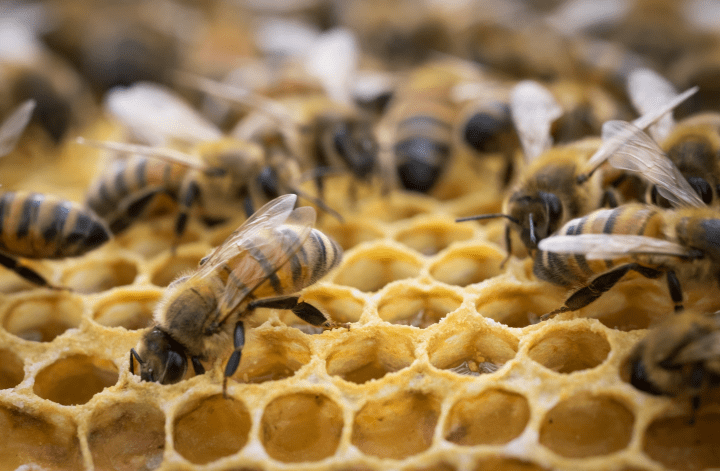 photograph of yellow and black honey bees in their golden yellow hive