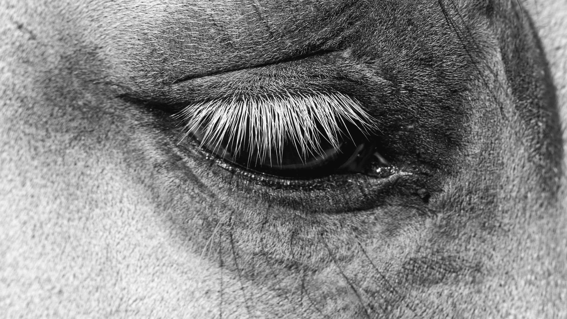 close up photo of an animal's eye