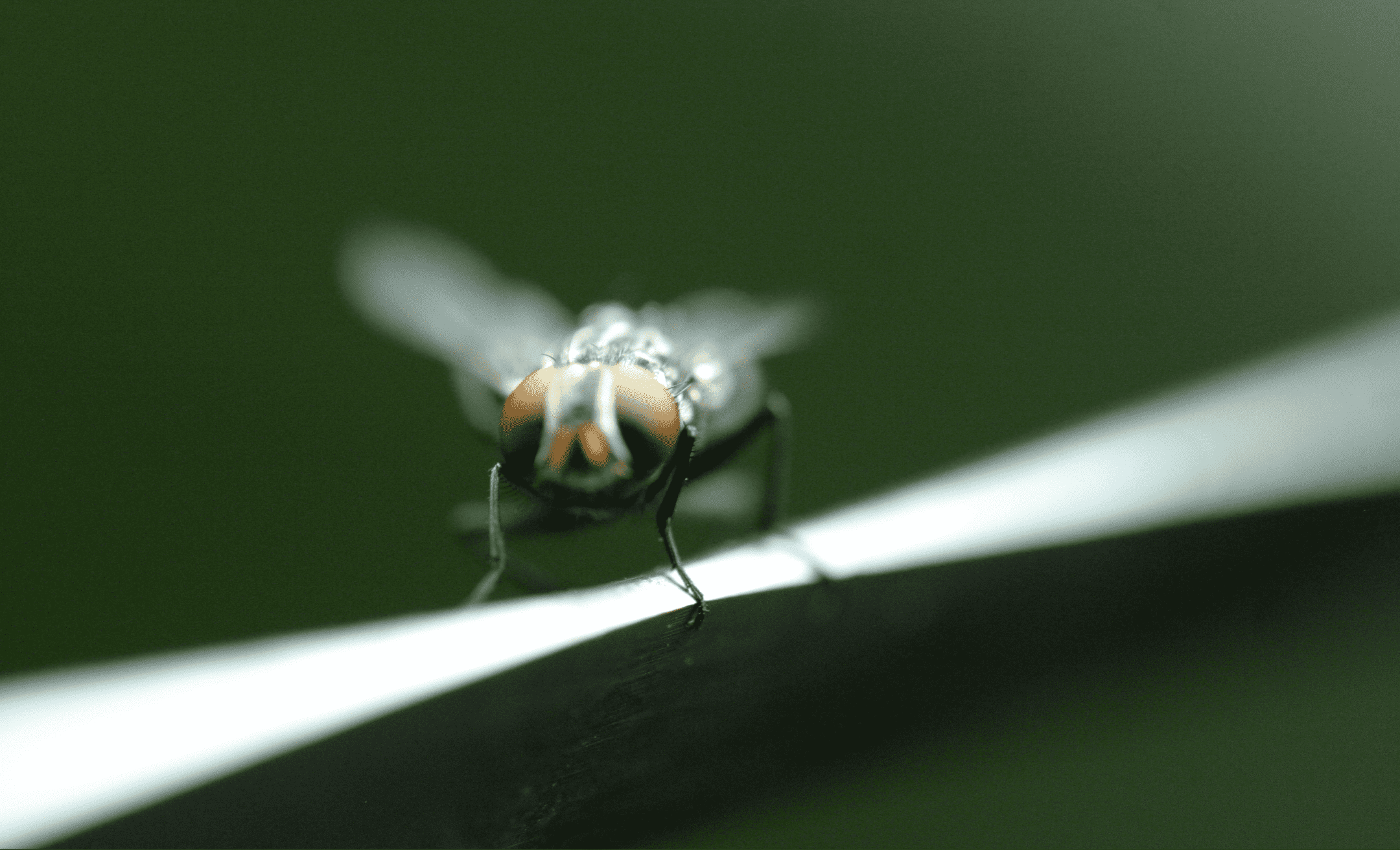close up photograph of fly with red eyes