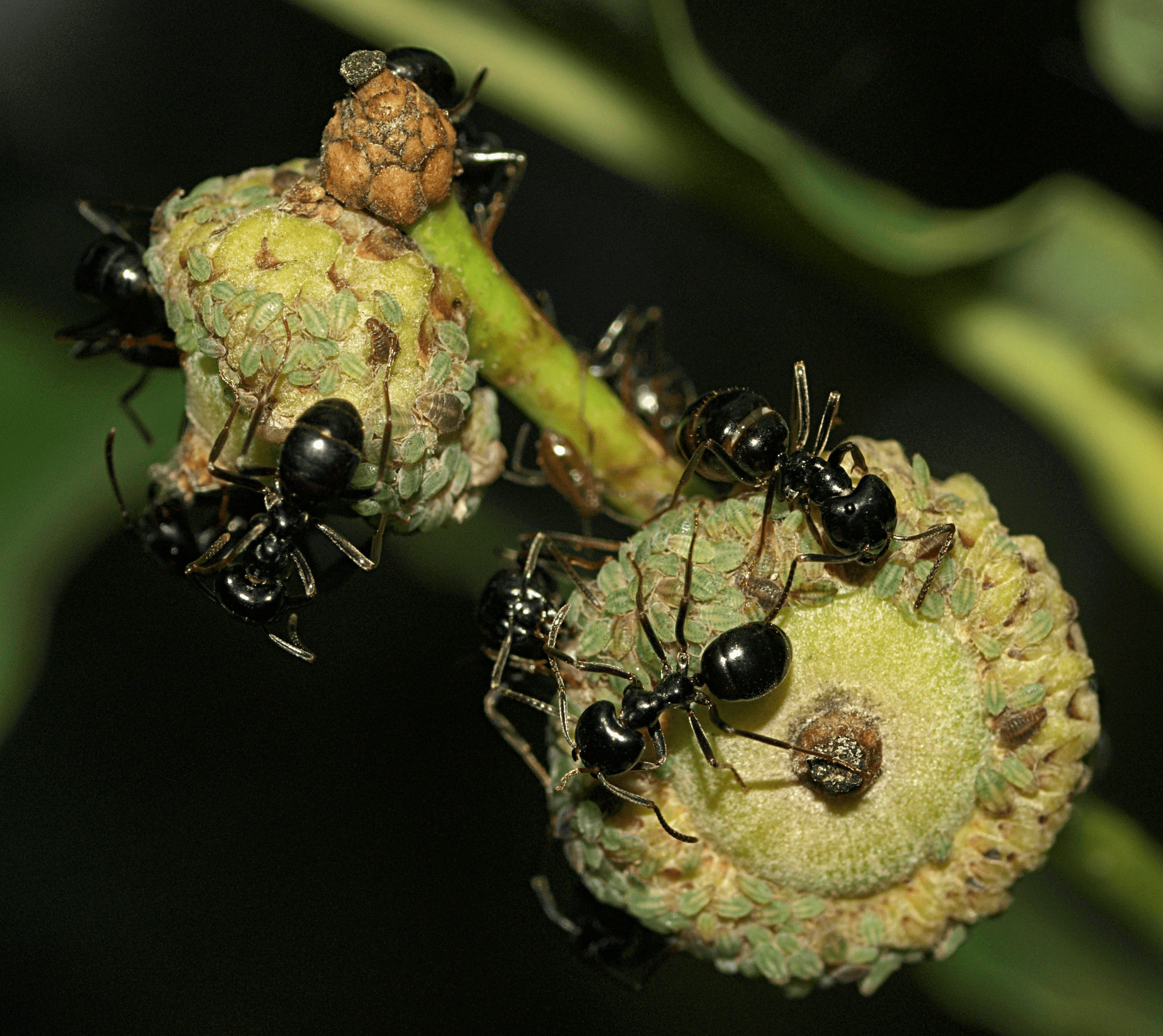 black ants crawl on an aphid colony on a plant