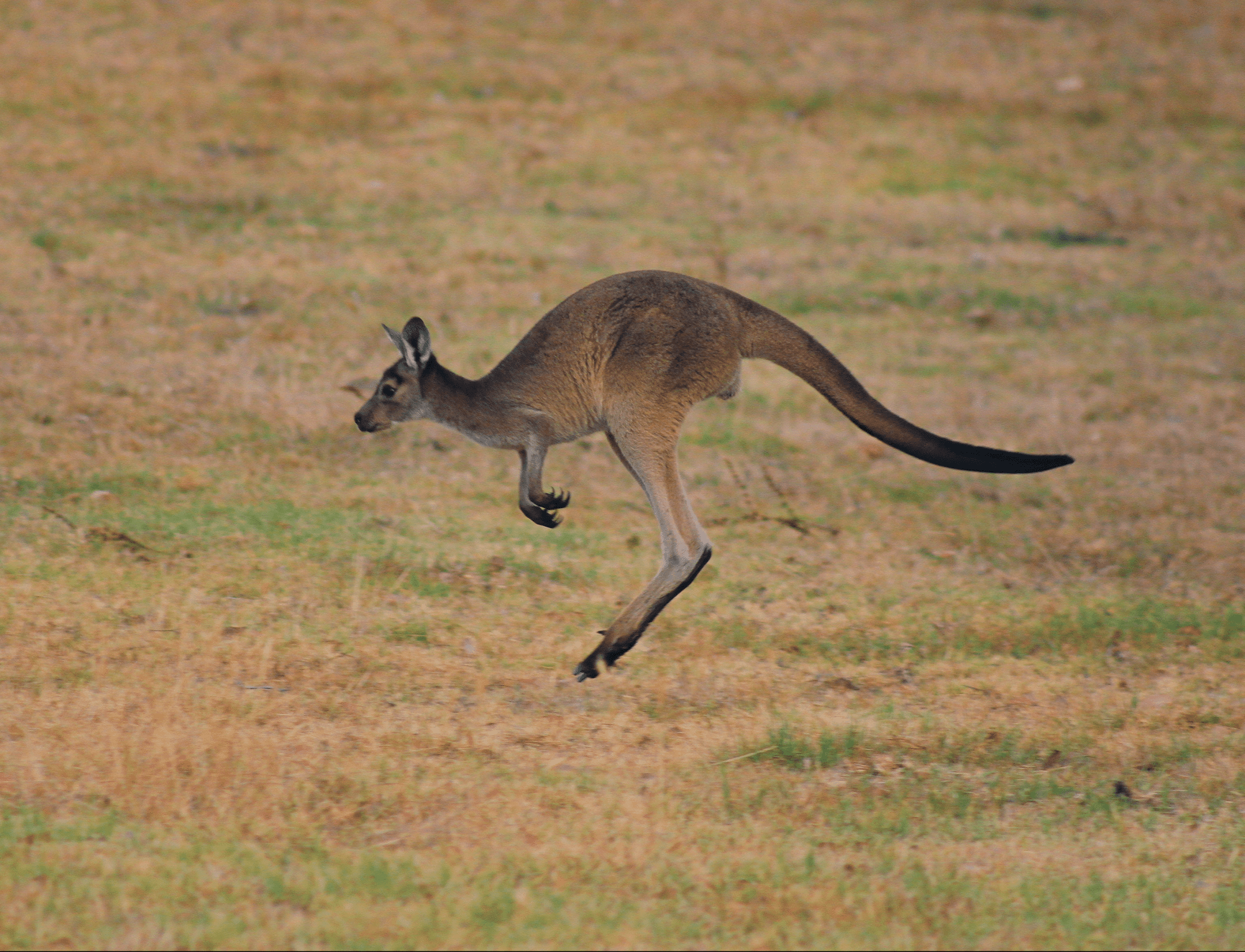 photograph of brown kangaroo jumping on green grass