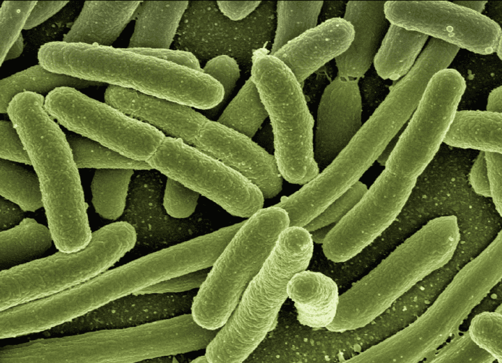 microscopic view of e.coli bacteria
