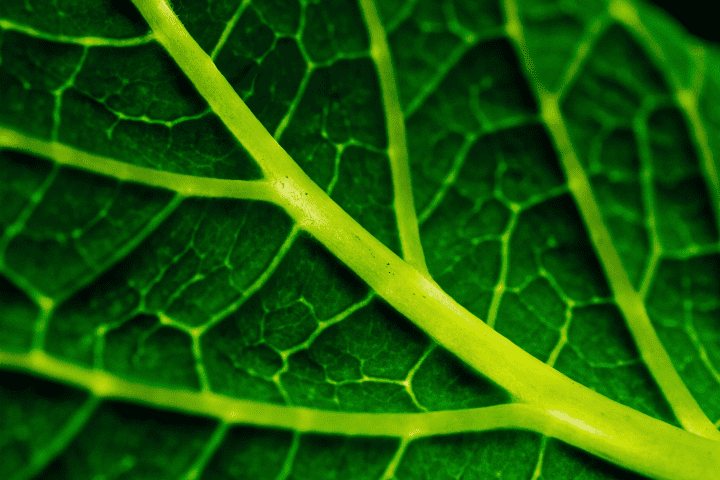 close up photography of green leaf