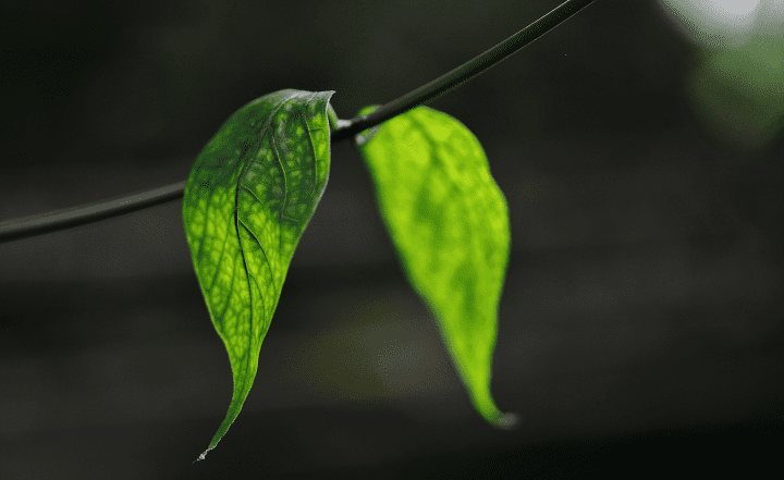 two green leaves on stem during midday