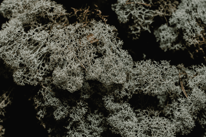 close up of white lichen against a dark background