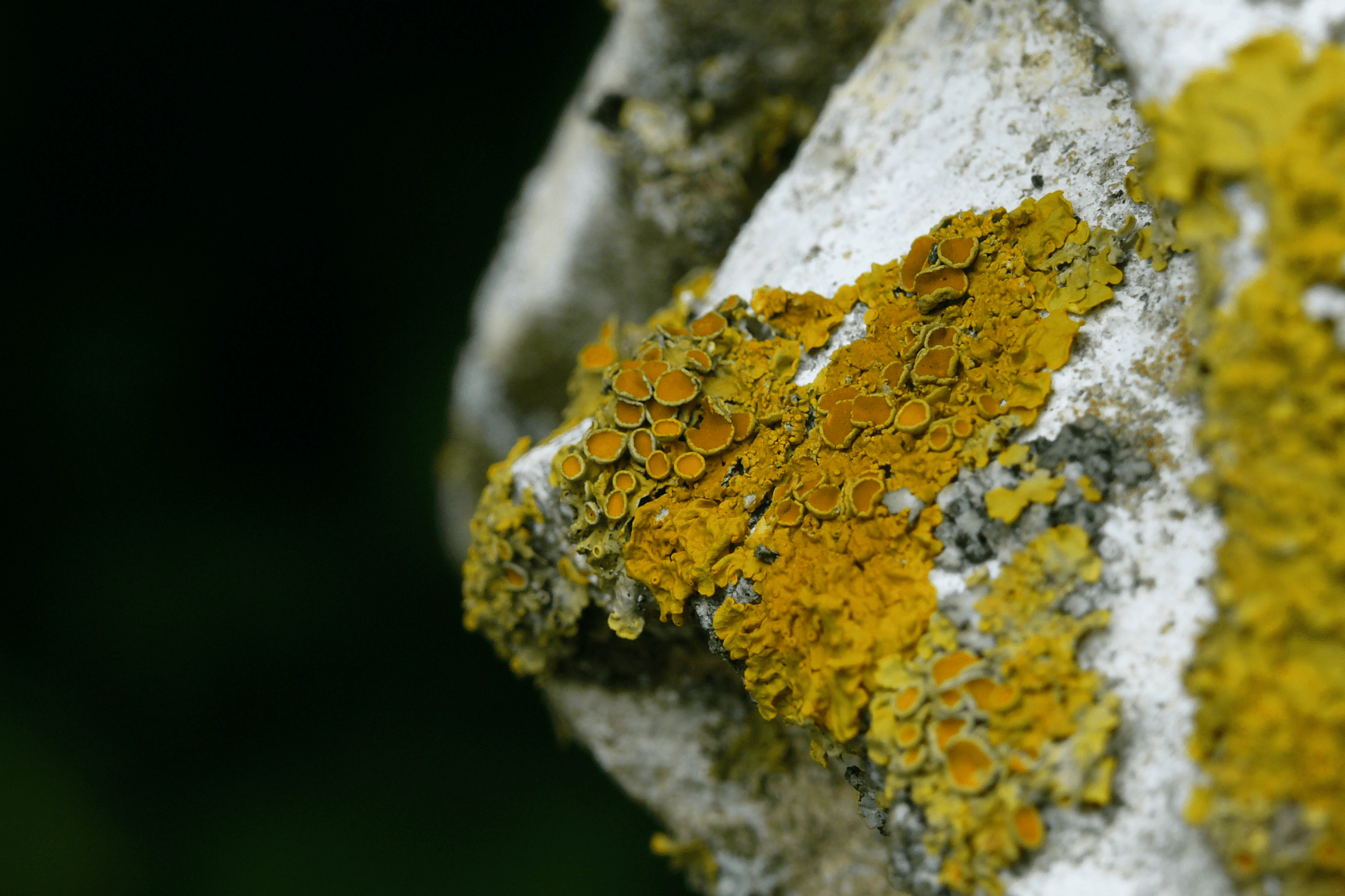 close up photograph of yellowish green lichen on a tree