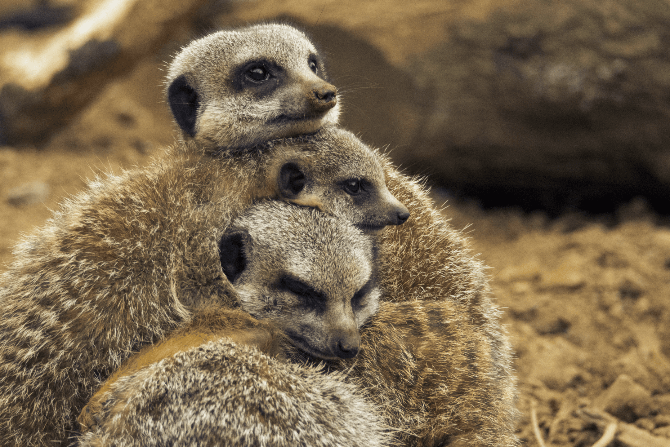 three brown meerkats laying on each other during the daytime