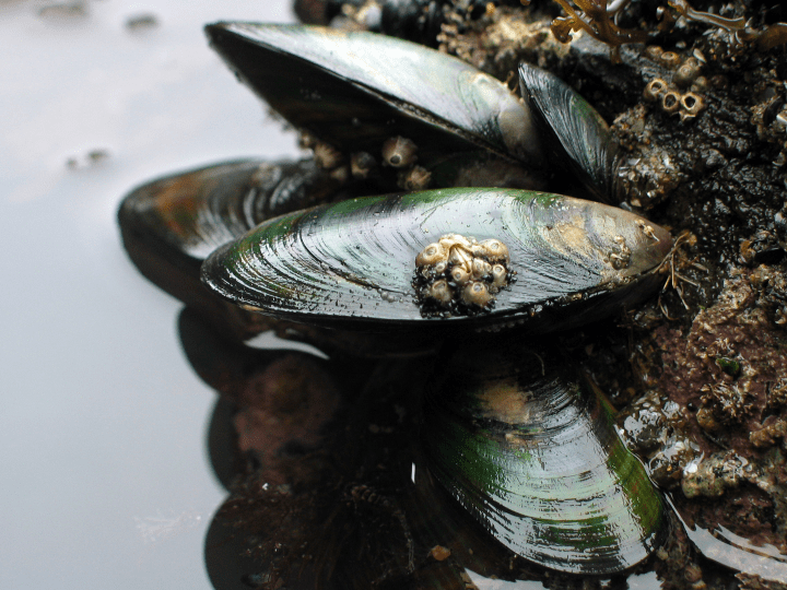 close up photograph of green mussels with white barnacles attached to shell