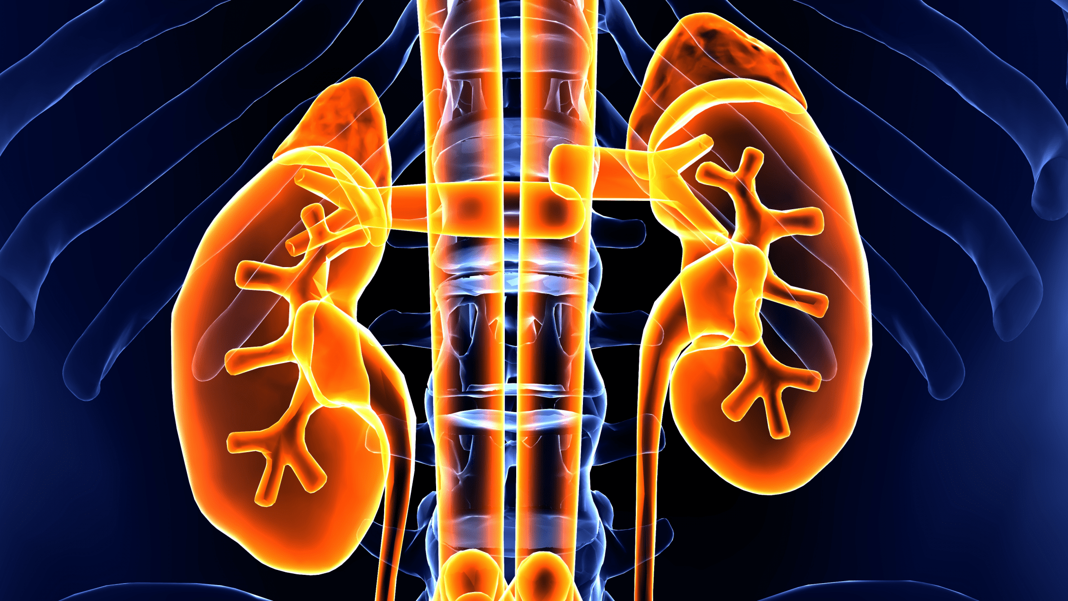 3d orange and blue image of human kidneys
