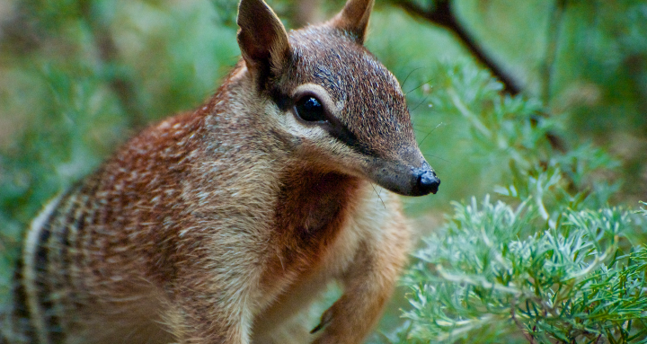 close photograph of small brown and white striped marsupial.