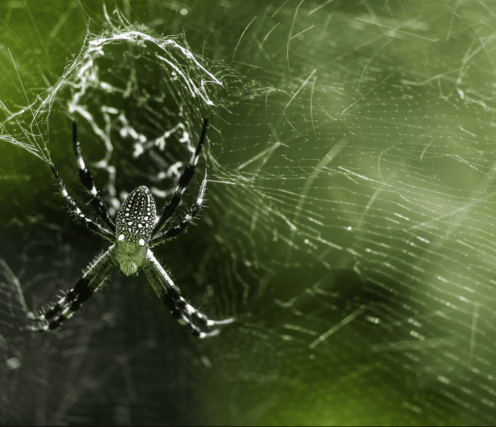 a large black spider with small white spots sits on its web against a green background