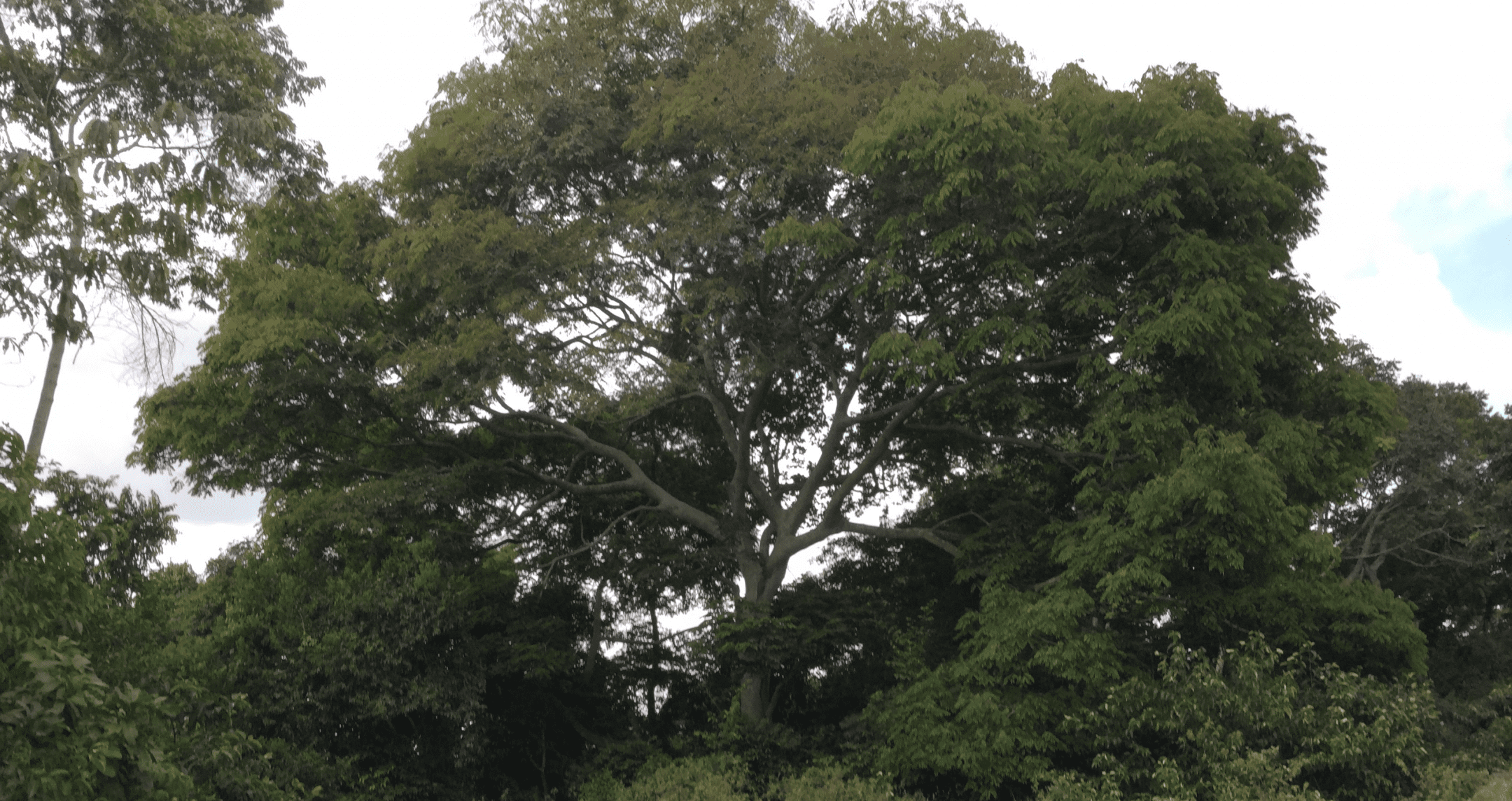 photograph of trees and grass during the day