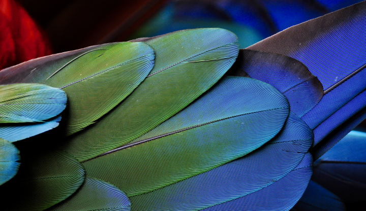 close up photograph of blue, green, and red bird feathers