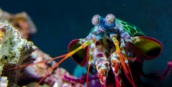 rainbow colored crustacean on pink and white rock