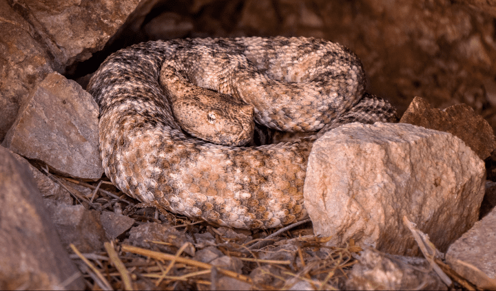 close up photograph of light brown rattlesnake coiled up next to rocks