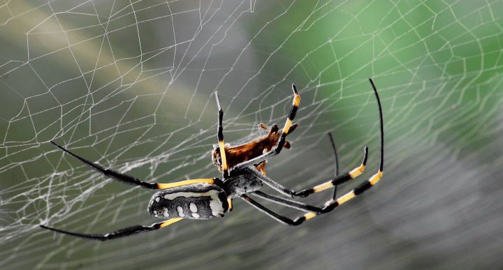 black, yellow, and white spider on web during the daytime