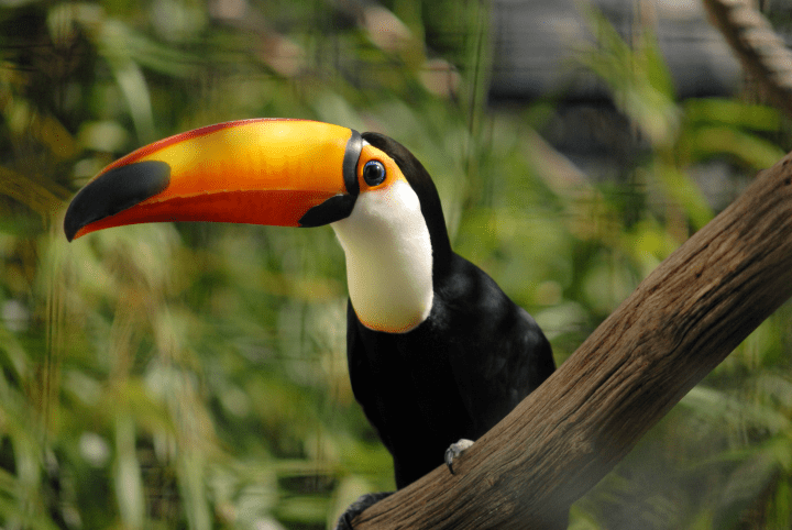 black and white bird with orange beak sitting on a brown tree branch