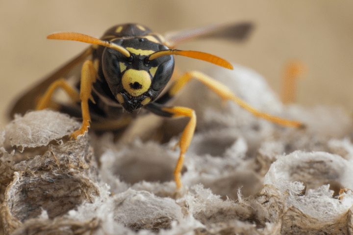 close up photograph of yellow and black wasp on top of nest