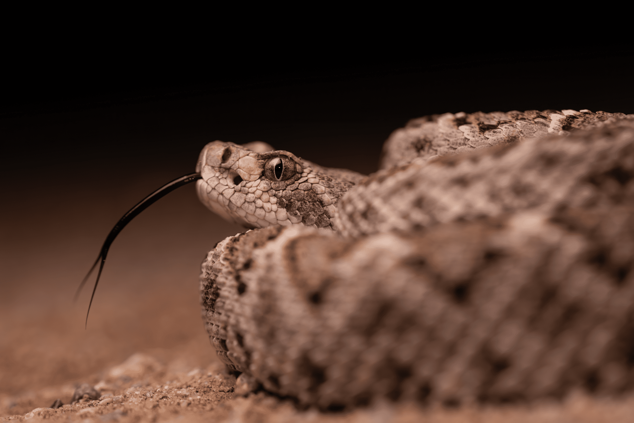 close up photograph of brown rattlesnake