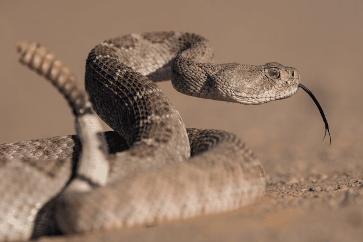 close up photograph of a brown rattle snake