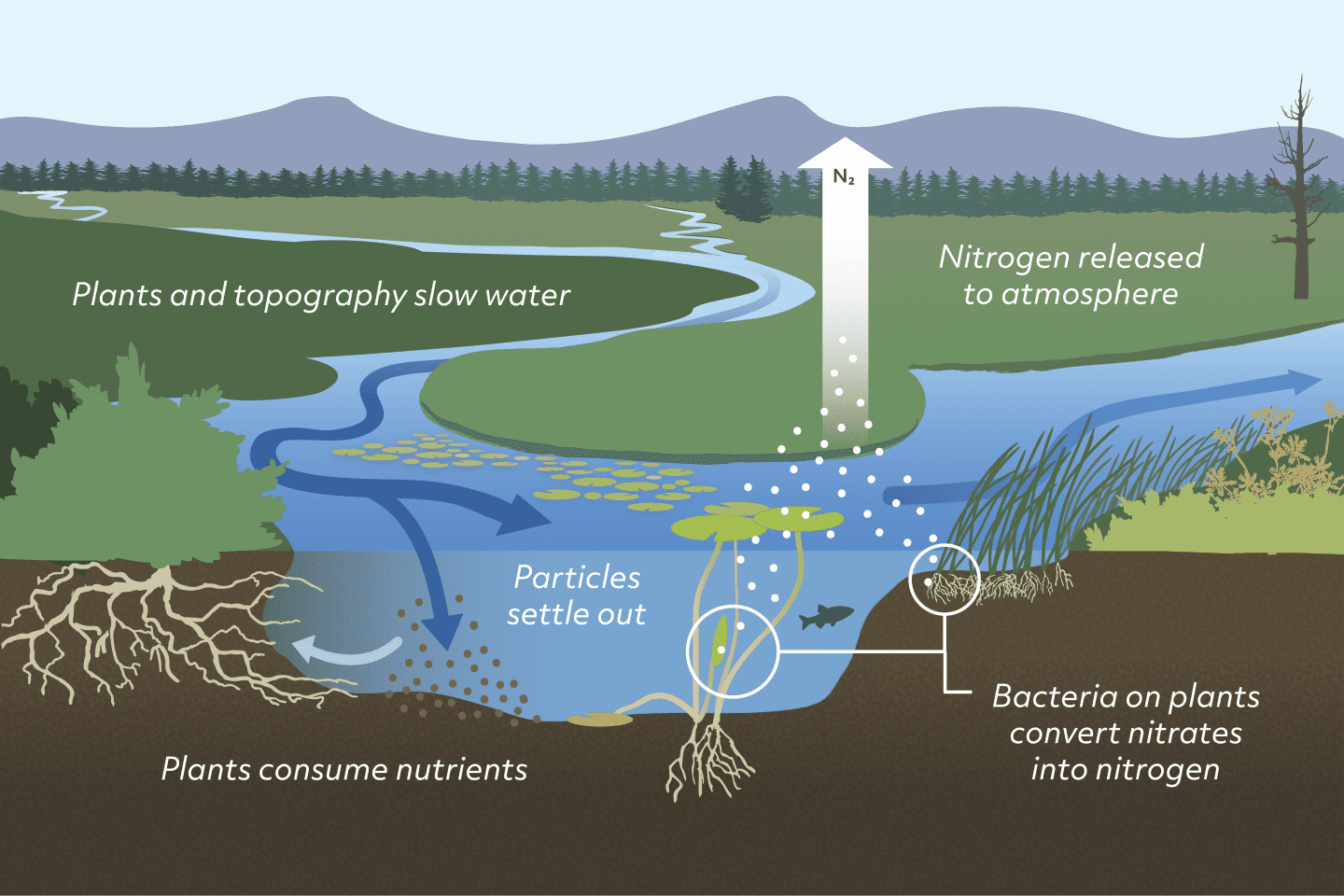 A schematic illustration showing water in a wetland and the processes that help clean water.