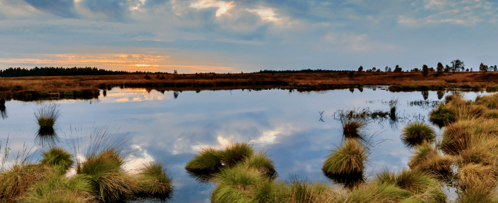 photograph of swamp during the daytime