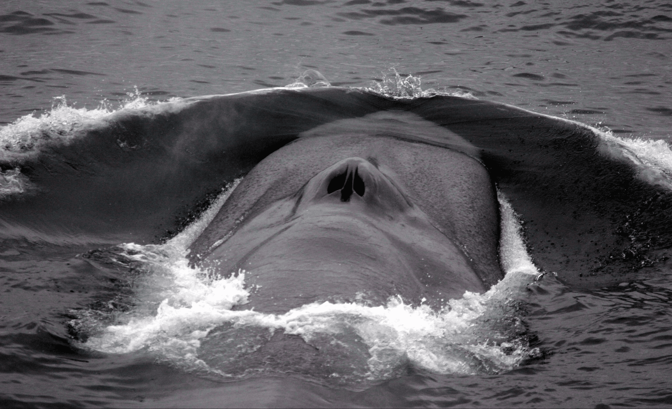 close up photograph of a whale blowhole seen above water