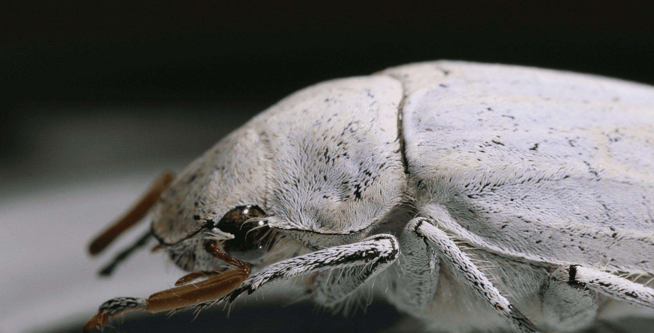 macro image of white beetle head