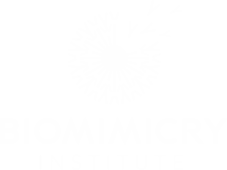 一分钟168开奖官方开奖结果查询 Biomimicry Logo